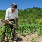 Linha de crédito rural Produtor Empreendedor proporciona avanço na agricultura familiar