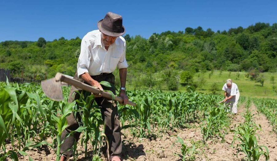 Linha de crédito rural Produtor Empreendedor proporciona avanço na agricultura familiar