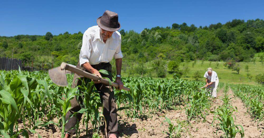 Linha de crédito rural Produtor Empreendedor proporciona avanço na agricultura familiar