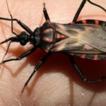 Governo promove conscientização sobre doença de Chagas