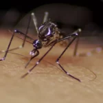 Capital com mais casos de dengue do país, Goiânia decreta emergência na saúde pública