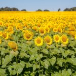 Edição de maio do Agro em Dados destaca a produção de girassol