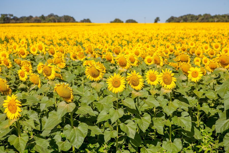 Edição de maio do Agro em Dados destaca a produção de girassol
