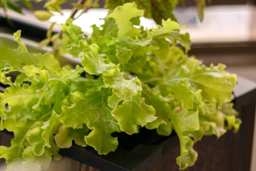 Startup goiana desenvolve produtos sustentáveis e tecnológicos para o cultivo de horta em casa