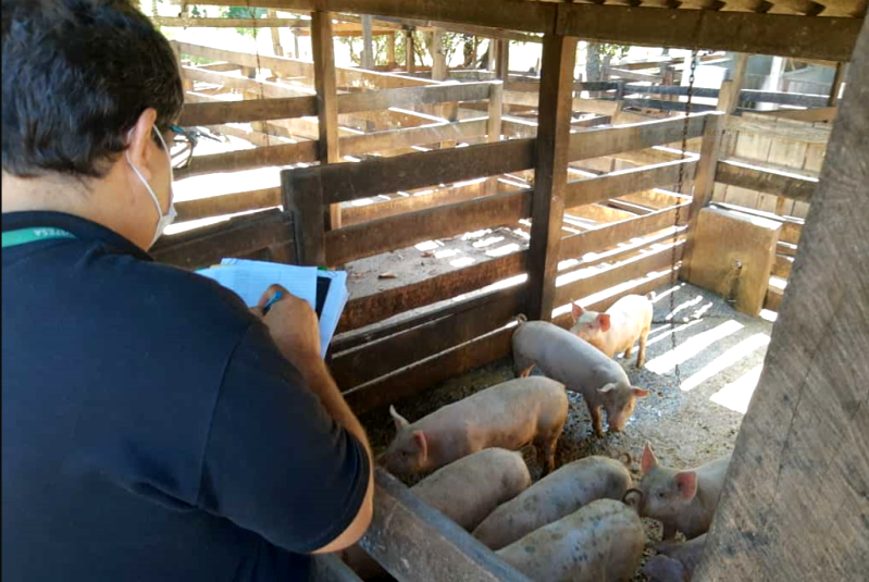 Goiás se mantém livre da Peste Suína Clássica