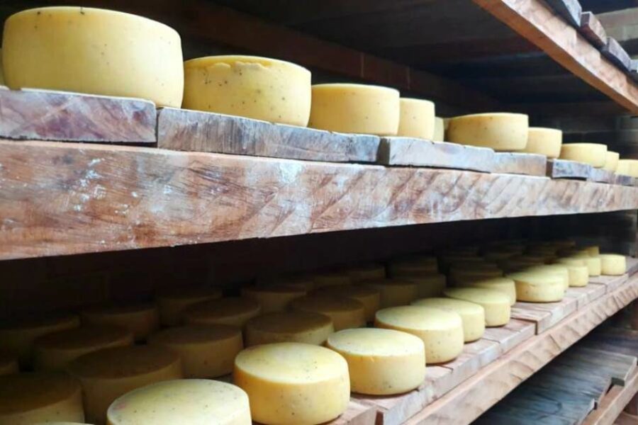 Cresce a produção de queijo artesanal em Goiás