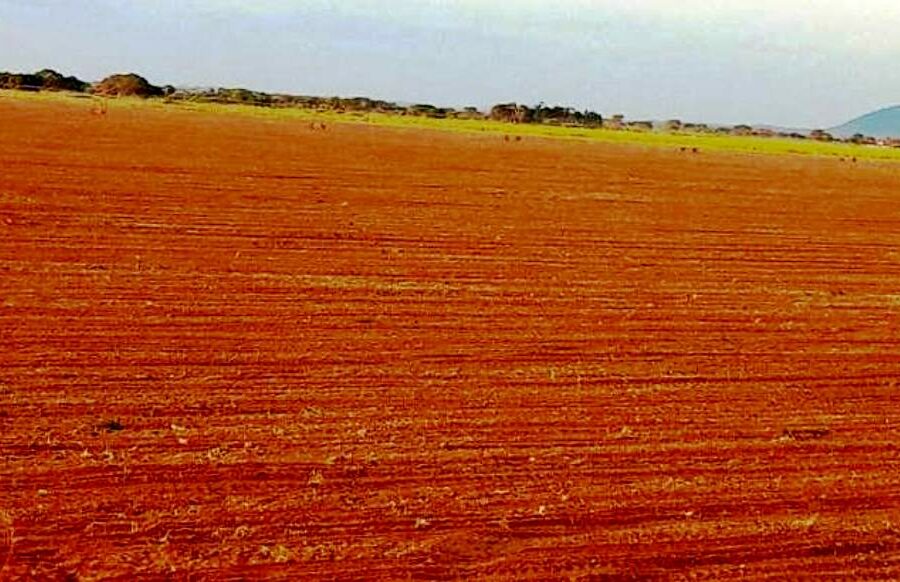 Governo de Goiás alerta para o vazio sanitário da soja