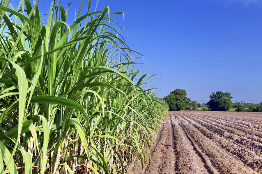 FCO Rural tem R$ 105,2 milhões aprovados em 79 cartas-consulta
