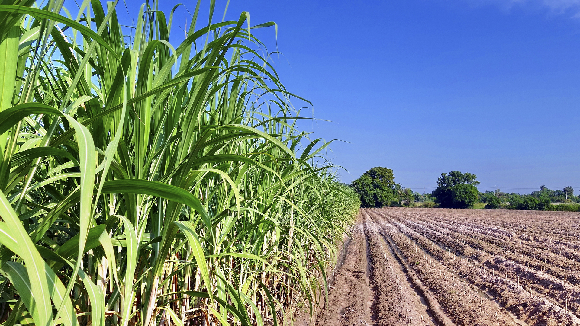 FCO Rural tem R$ 105,2 milhões aprovados em 79 cartas-consulta