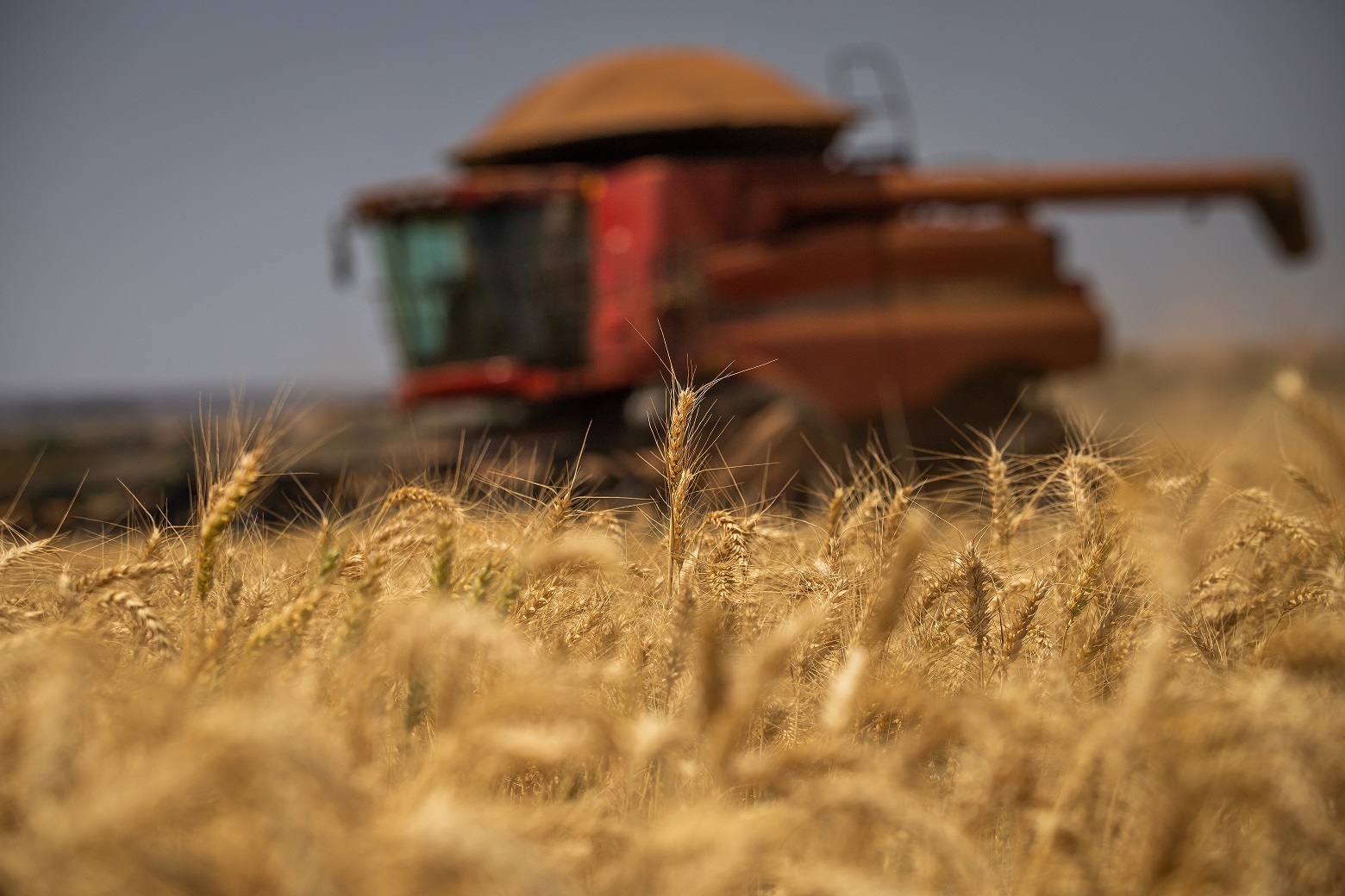 Agro em Dados aponta crescimento de 35,7% na produção goiana de trigo