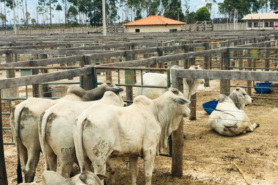 Emater e ABCZ realizam edição da Feira Pró-Genética em Anápolis