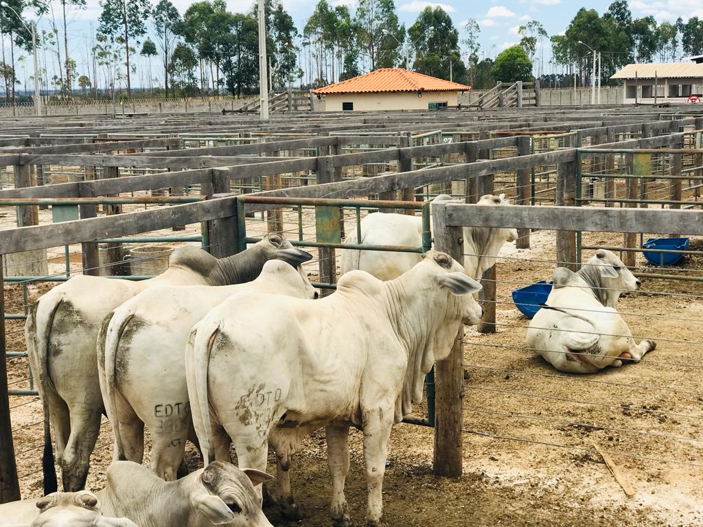 Emater e ABCZ realizam edição da Feira Pró-Genética em Anápolis