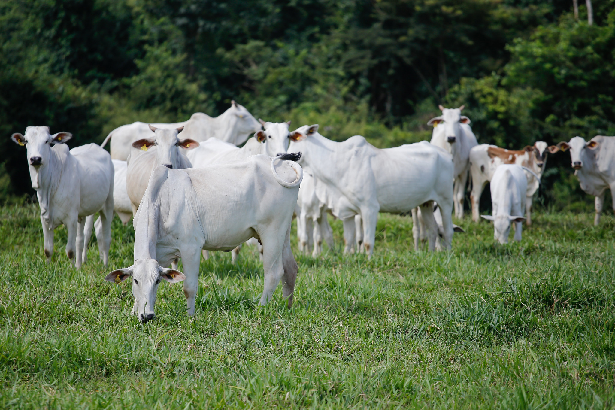 Governo reforça orçamento da Agrodefesa para garantir retirada da vacina contra aftosa