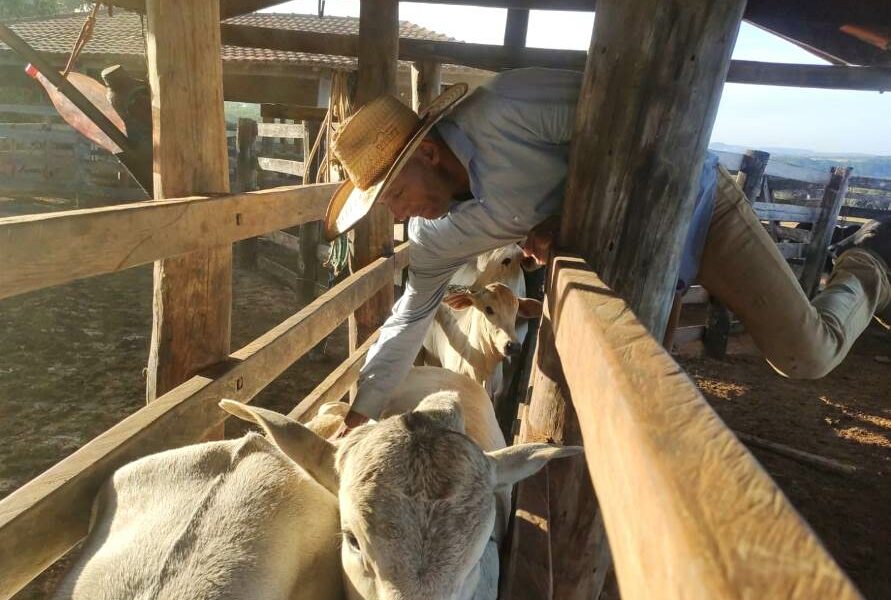 Vacinação contra aftosa atinge 98,35% na etapa de maio