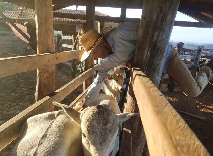 Vacinação contra aftosa atinge 98,35% na etapa de maio