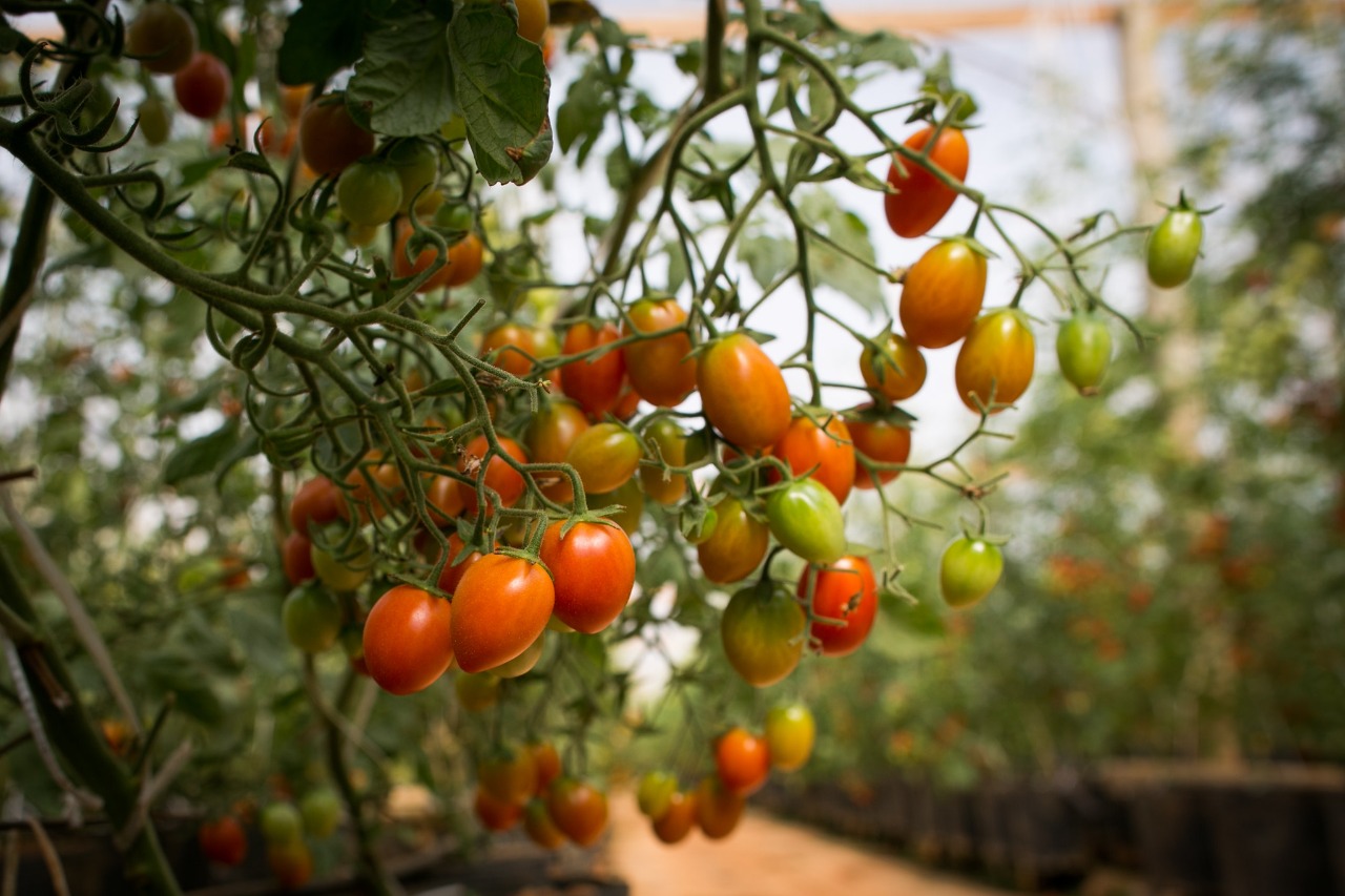 Valor bruto da produção agropecuária de Goiás deve ser 5º maior do país