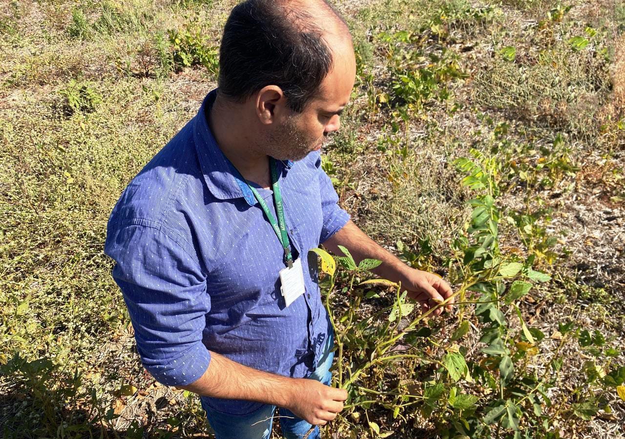 Agrodefesa intensifica ações para garantir o vazio sanitário da soja