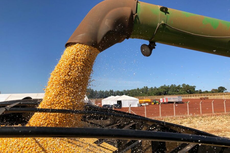 Produção de milho volta a crescer em Goiás