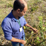 Agrodefesa intensifica ações para garantir o cumprimento do vazio sanitário da soja