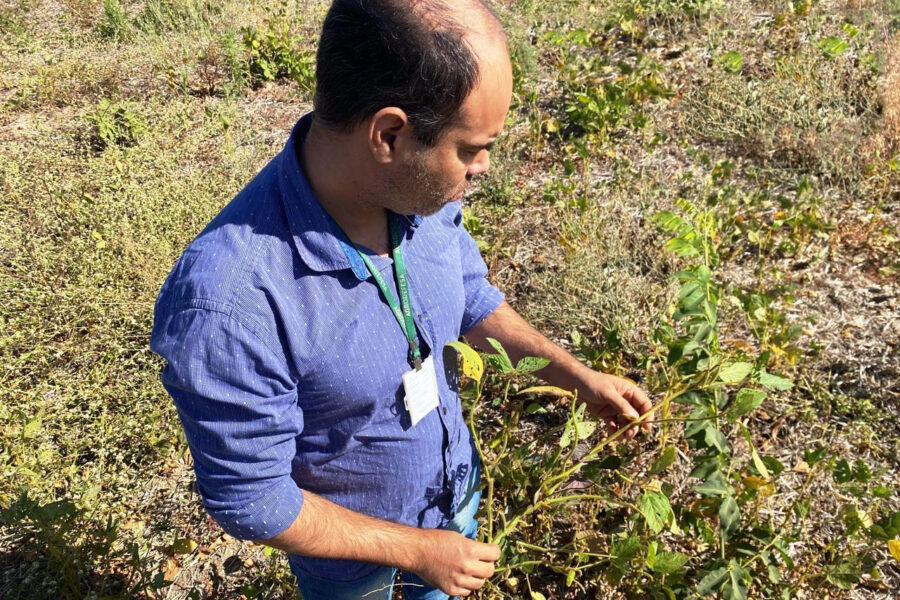 Agrodefesa intensifica ações para garantir o cumprimento do vazio sanitário da soja
