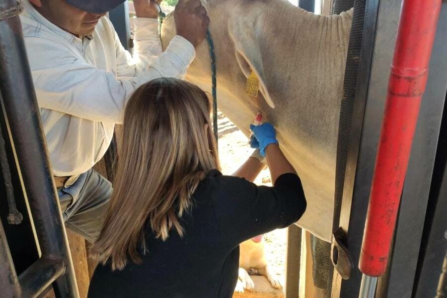 Goiás inicia estudos para detectar transmissão do vírus da aftosa e avaliar imunidade do rebanho