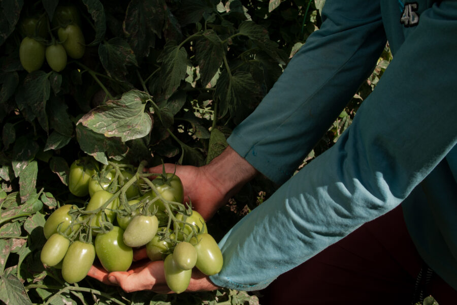 Goiás deve retomar a liderança nacional em produção de tomate