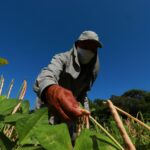 Agro goiano registra saldo positivo de 11 mil vagas formais de trabalho no primeiro semestre do ano