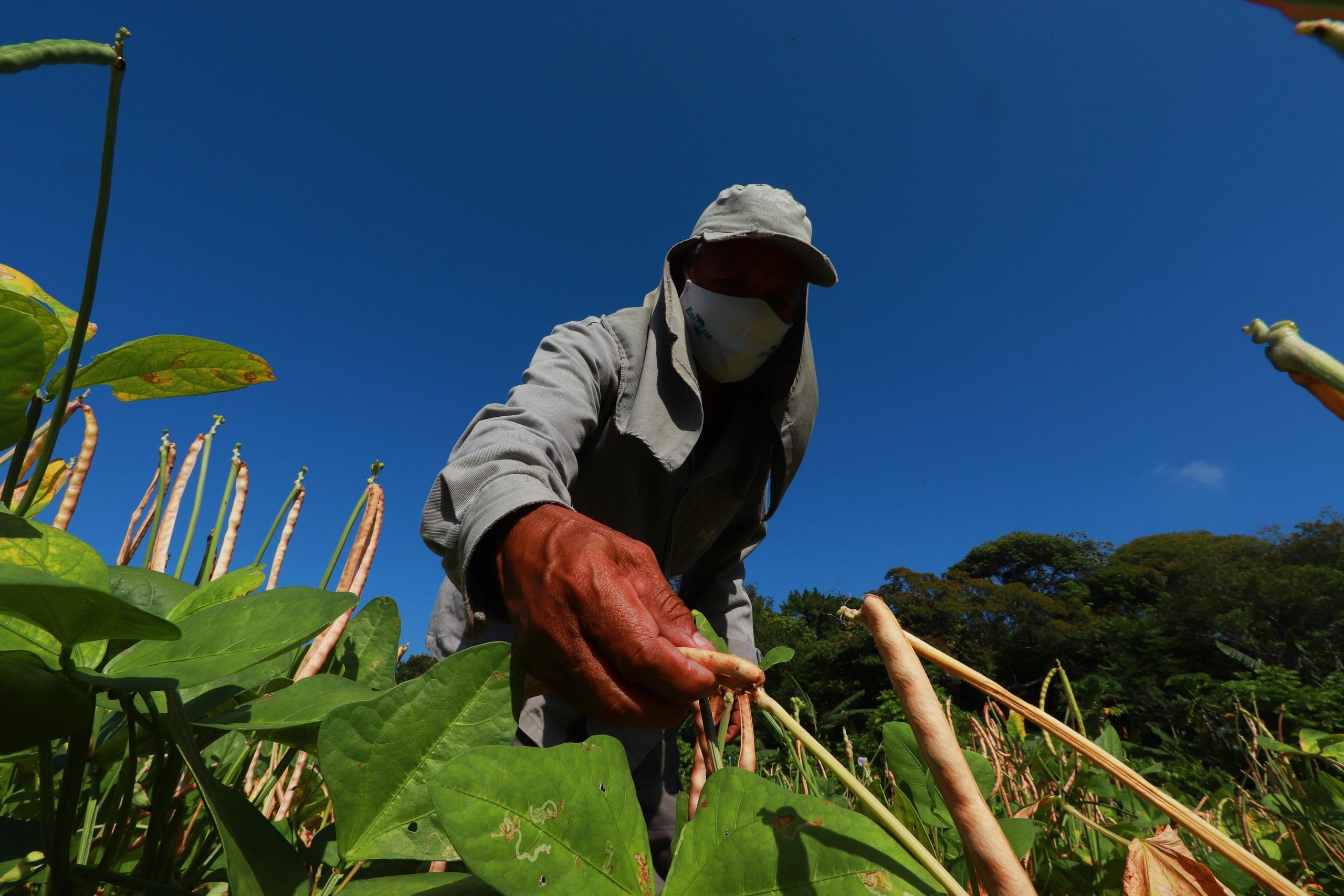 Agro goiano registra saldo positivo de 11 mil vagas formais de trabalho no primeiro semestre do ano