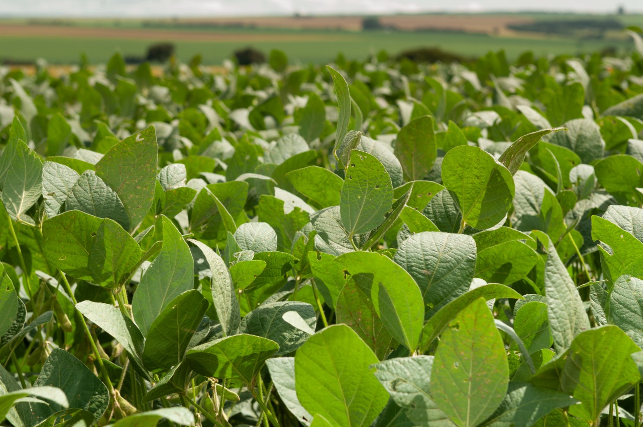 Goiás deve ocupar quinto lugar no Valor Bruto da Produção Agropecuária em 2022