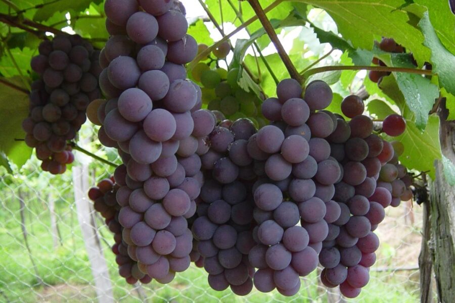 Produção de uva cresce 13,5% em Goiás na safra 2022