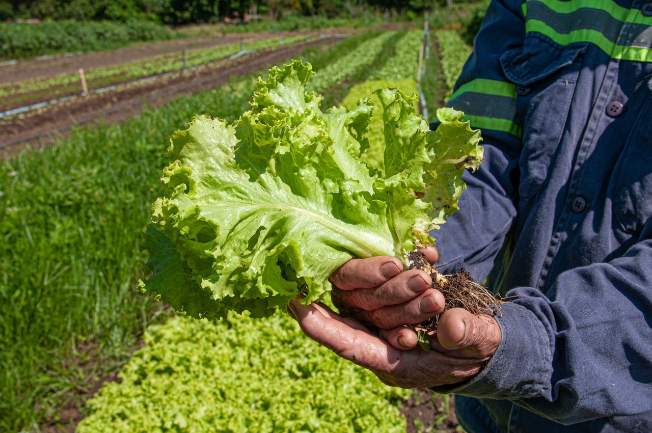 Agricultura familiar de Goiás será destaque na SuperAgos