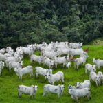 Rebanho bovino goiano atinge recorde histórico de 24,2 milhões de cabeças