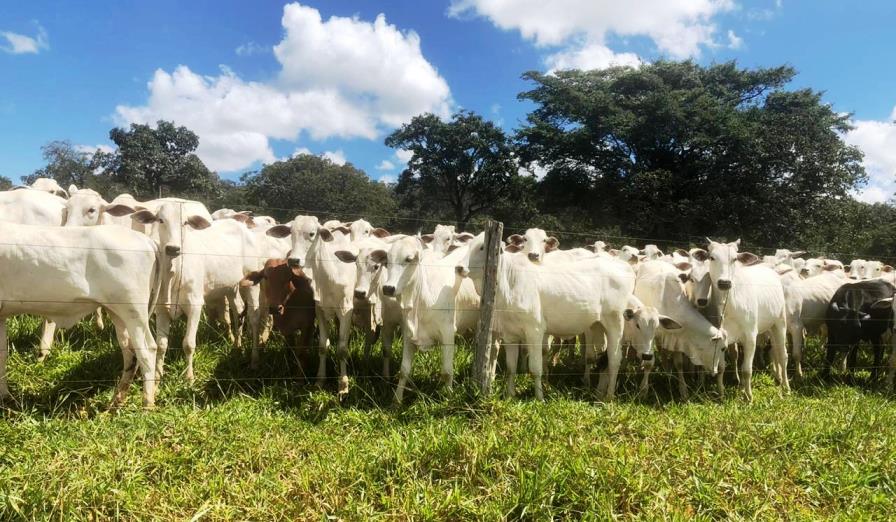 Governo de Goiás anuncia diretrizes para vacinação contra febre aftosa