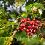 Café goiano deve ter maior produtividade do País