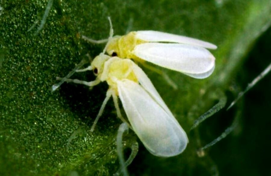 Agrodefesa alerta produtores para o vazio sanitário da cultura do feijão