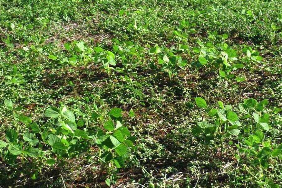 Vazio sanitário da soja entra na reta final