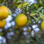 Goiás deve ser o oitavo maior produtor de laranja do país