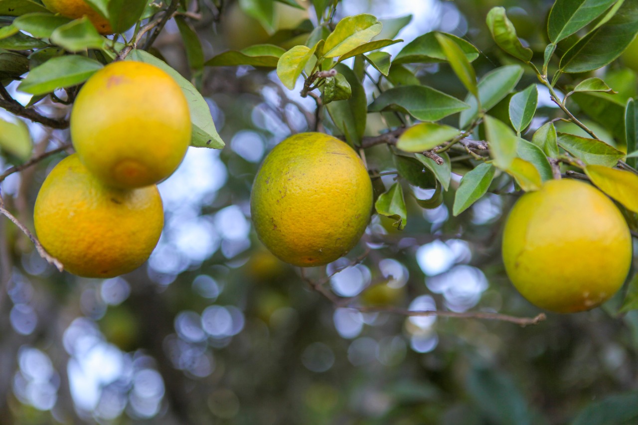 Goiás deve ser o oitavo maior produtor de laranja do país