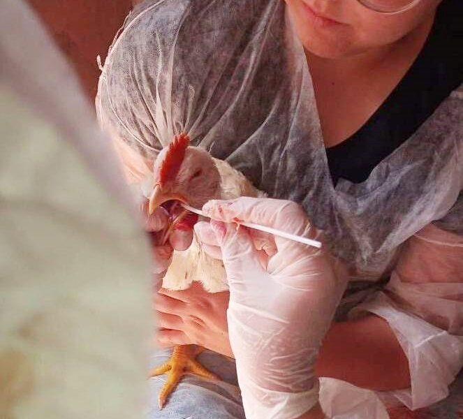 Agrodefesa executa Plano de Vigilância Sanitária para Influenza Aviária e Doença de Newcastle em Goiás