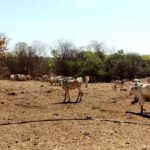 Agrodefesa, Semad, Polícia Civil e Bombeiros atuam em salvamento de animais no Nordeste goiano