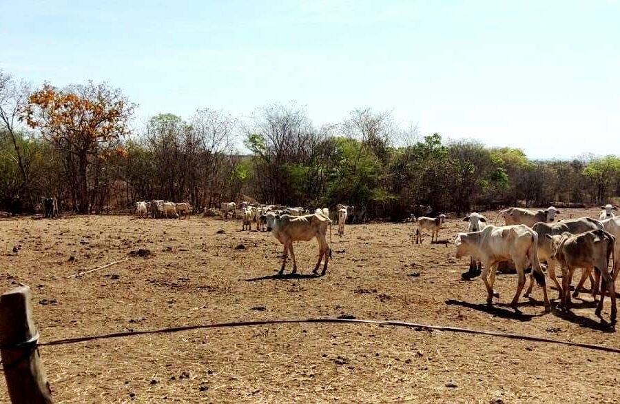 Agrodefesa, Semad, Polícia Civil e Bombeiros atuam em salvamento de animais no Nordeste goiano