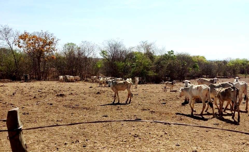 Agrodefesa, Semad, Polícia Civil e Bombeiros atuam em salvamento de animais no Nordeste goiano