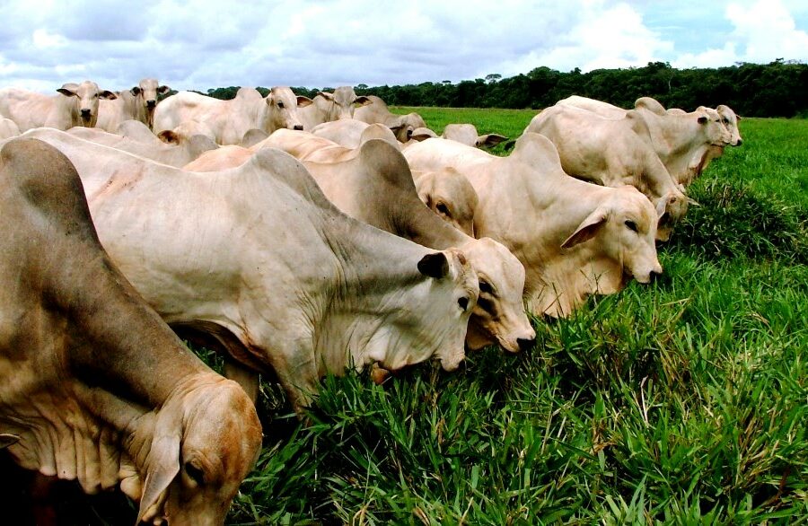 São Luís de Montes Belos sedia eventos sobre saúde bovina nesta terça