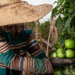 Caged aponta Goiás com maior criação de emprego no campo, no Centro-Oeste