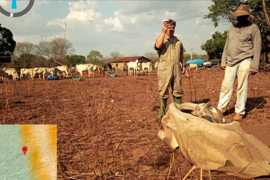 Caso dos animais abandonadas em fazenda evolui para a solução