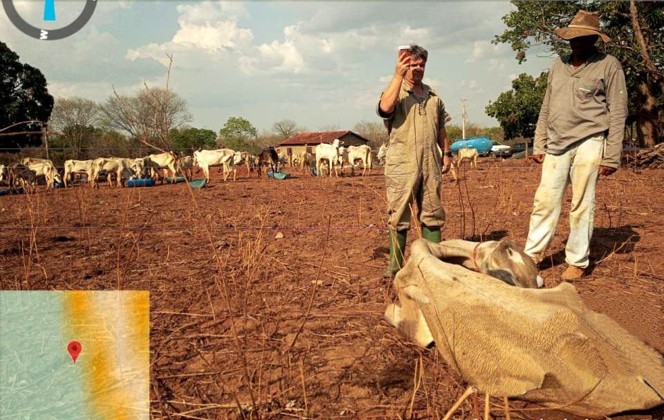 Caso dos animais abandonadas em fazenda evolui para a solução