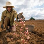 Lavouras temporárias criaram mais de 8 mil postos de trabalho, de janeiro a setembro deste ano, em Goiás