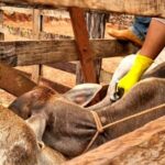 Agrodefesa alerta pecuaristas para vacinação de bezerras contra a brucelose