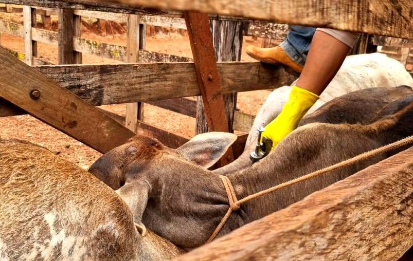 Agrodefesa alerta pecuaristas para vacinação de bezerras contra a brucelose