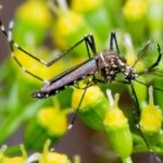 Saúde qualifica no atendimento às doenças causadas pelo Aedes aegypti